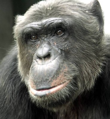 Old chimpanzee with gray hair.jpg